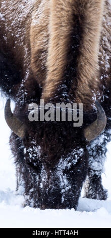 Bisons (Bison Bison) gemeinhin als Buffalo im Yellowstone Nationalpark, WY, USA den brutalen Winter zu überleben. Stockfoto