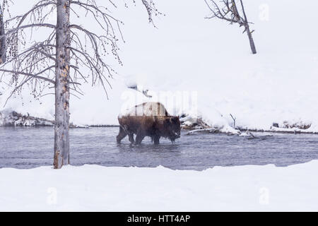 Bisons (Bison Bison) gemeinhin als Buffalo im Yellowstone Nationalpark, WY, USA den brutalen Winter zu überleben. Stockfoto