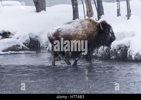 Bisons (Bison Bison) gemeinhin als Buffalo im Yellowstone Nationalpark, WY, USA den brutalen Winter zu überleben. Stockfoto