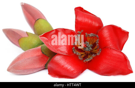 Bombax ceiba oder Seide Baumwolle Blumen auf weißem Hintergrund Stockfoto