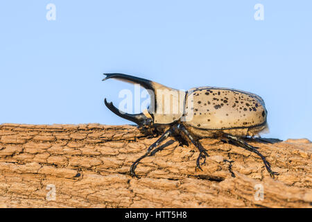 Western Hercules Käfer Mann zu Fuß auf Log.  Diese Nashornkäfer fotografiert wurde in Arizona. Stockfoto