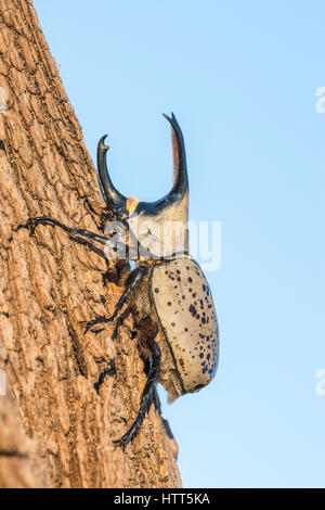 Western Hercules Käfer Mann zu Fuß auf Log, Streben nach oben gegen den Himmel.  Diese Nashornkäfer fotografiert wurde in Arizona. Stockfoto