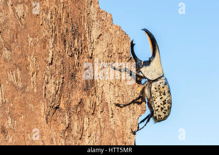 Western Hercules Käfer Mann zu Fuß auf Log, Streben nach oben gegen den Himmel.  Diese Nashornkäfer fotografiert wurde in Arizona. Stockfoto