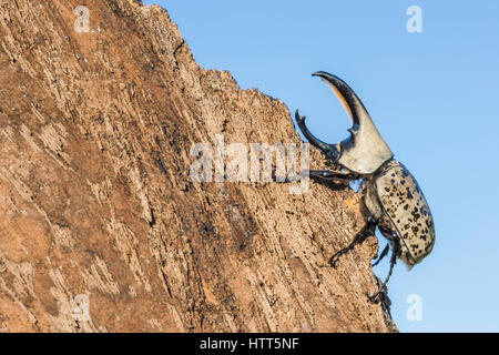 Western Hercules Käfer Mann zu Fuß auf Log, Streben nach oben gegen den Himmel.  Diese Nashornkäfer fotografiert wurde in Arizona. Stockfoto