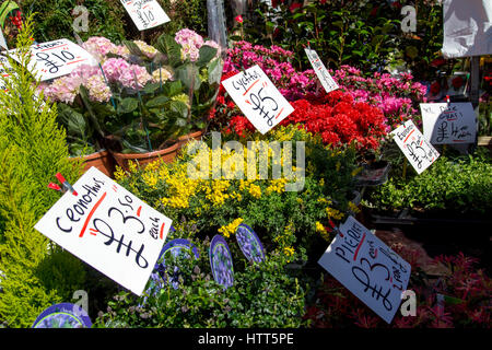 Bunte Vielfalt von Blumen auf dem Markt in London verkauft. Stockfoto