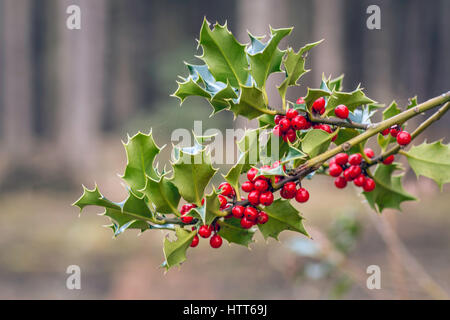 Holly Beeren noch in tadellosem Zustand im März, North Norfolk, Großbritannien. Stockfoto