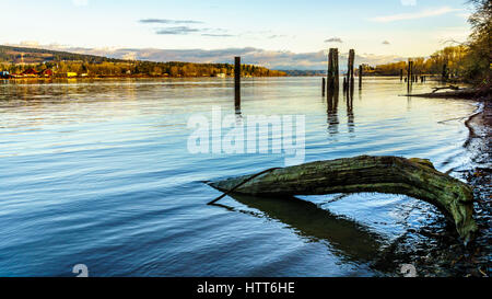 Sonnenuntergang über den Fraser River und der Coastal Mountains gesehen von der Insel Brae in Fort Langley in British Columbia, Kanada. Alte hölzerne Pfähle dienen Stockfoto