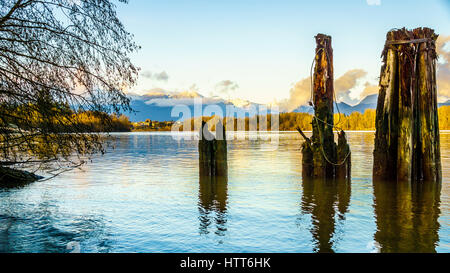 Sonnenuntergang über den Fraser River und der Coastal Mountains gesehen von der Insel Brae in Fort Langley in British Columbia, Kanada. Alte hölzerne Pfähle dienen Stockfoto