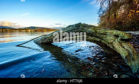 Sonnenuntergang über den Fraser River und der Coastal Mountains gesehen von der Insel Brae in Fort Langley in British Columbia, Kanada. Alte hölzerne Pfähle dienen Stockfoto