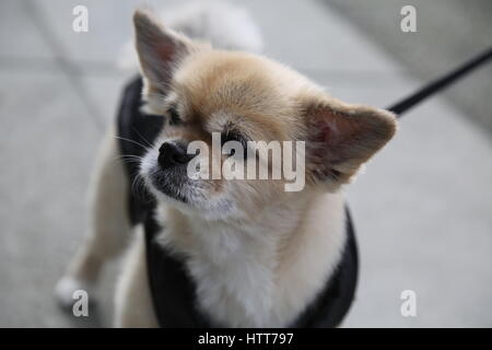 Niedliche kleine Hundeleine Beige Farbe Stockfoto