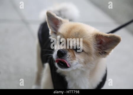 Niedliche kleine Hundeleine Beige Farbe Stockfoto