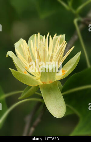 Liriodendron tulipfera Stockfoto