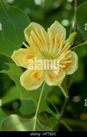 Liriodendron Tulipifera 'Aureomarginatum' Stockfoto