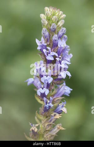 Lobelia siphilitica Stockfoto