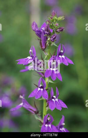 Lobelia X speciosa 'Vedrariensis' Stockfoto