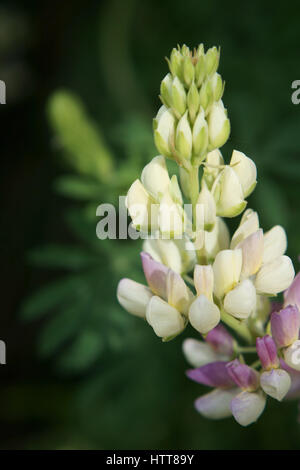 Lupinus arboreus Stockfoto