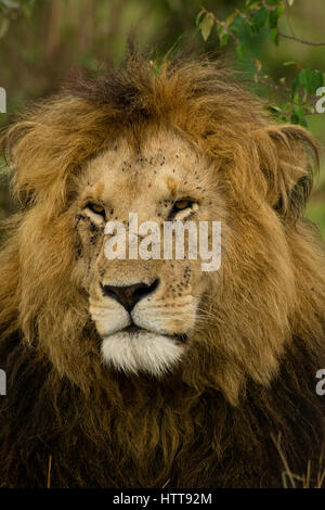 Porträt von einem männlichen afrikanischen Löwen (Panthera Leo), Masai Mara National Reserve, Kenia, Ostafrika Stockfoto