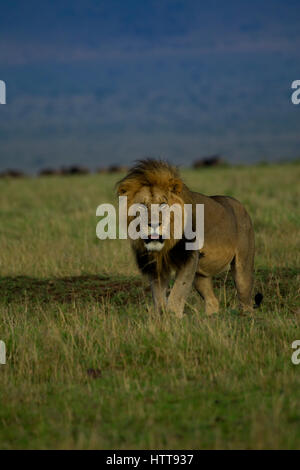 Schwarze Mähne männliche afrikanische Löwe (Panthera Leo), Masai Mara National Reserve, Kenia, Ostafrika Stockfoto