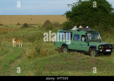 Afrikanischer Löwe (Panthera Leo) beobachtete Touristen fotografieren ein weiterer Löwe, Masai Mara National Reserve, Kenia, Ostafrika Stockfoto