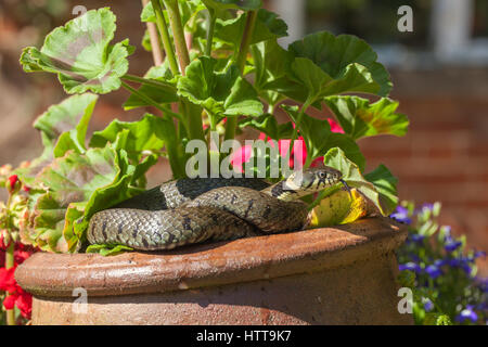 Ringelnatter (Natrix Natrix Helvetica). Zusammengerollt auf einem Pelagonium Keramik Tontopf in einem Garten. Norfolk. England. Stockfoto