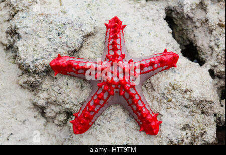 Rot genoppt Seestern am Strand. Watamu, Kenia. Stockfoto