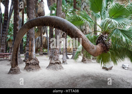 Indian Garden in Palm Springs Stockfoto