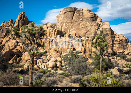 Joshua Tree Nationalpark Stockfoto