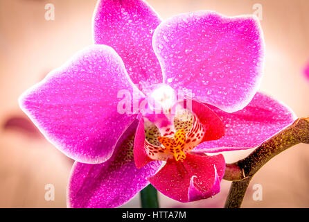 Einzelnen violetten Orchidee mit Wasser Tropfen Makro-Fotografie Stockfoto