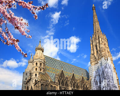 Stephansdom in Wien im Sommer Stockfoto