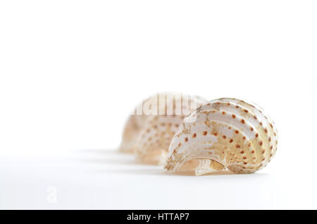 Zwei Schalen von riesigen Tun Schnecken (Tonna Galea) Stockfoto