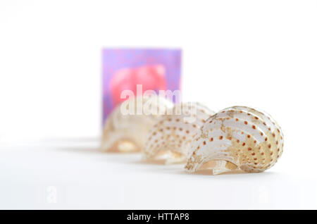 Zwei Schalen von riesigen Tun Schnecken (Tonna Galea) Stockfoto