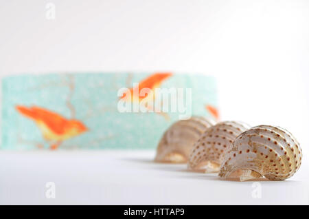 Zwei Schalen von riesigen Tun Schnecken (Tonna Galea) Stockfoto