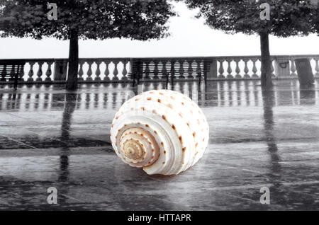 Zwei Schalen von riesigen Tun Schnecken (Tonna Galea) Stockfoto