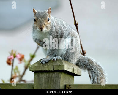 Graue Eichhörnchen sitzend am Gartenzaun Post nach dem Essen Erdnüsse aus Garten Feeder. Stockfoto