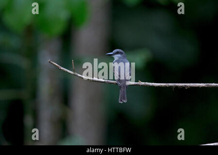 Graue Kingbird (Tyrannus Dominicensis) Trinidad & Tobago TT Februar 2017 Stockfoto