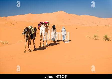 Weibliche Touristen- und nomadischen Berber 2 Kamele durch die Wüste führt, Erg Chebbi, Marokko Stockfoto