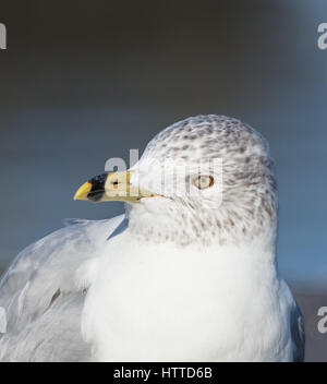Closeup Portrait von Ring-billed Gull (Larus Delawarensis) zeigen Kopf und Schnabel Stockfoto