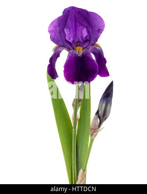 Studiofoto einer lila bärtigen Irisblume und eines Blütenknospes vor weißem Hintergrund Stockfoto