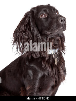 Studio-Portrait eines jungen schwarzen Cocker Spaniel Stockfoto