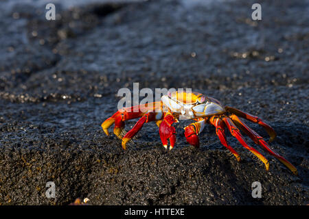 Brillant farbigen sally lightfoot crab (Grapsus grapsus) auf den Galapagos Inseln. Stockfoto