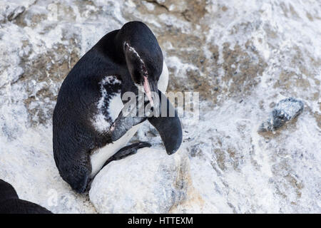 Galápagos-Pinguin (spheniscus mendiculus) ruht auf dem felsigen Ufer in den Galapagos Inseln. Stockfoto