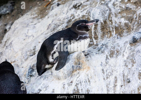 Galápagos-Pinguin (Spheniscus mendiculus) ruht auf dem felsigen Ufer in den Galapagos Inseln. Stockfoto