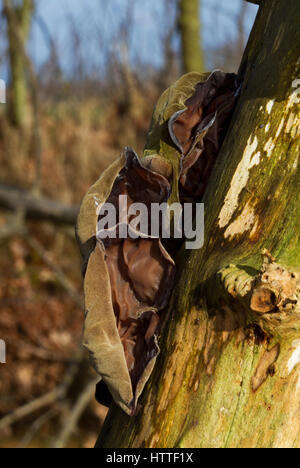 Gruppe von Juden Ohr, ein Gelee-Pilz auf abgestorbenem Holz Stockfoto