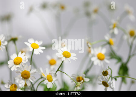 Tanacetum Parthenium - Mutterkraut, einzelne Vegmo Vielfalt, Gänseblümchen-wie Sommerblumen, Heilpflanze Jane Ann Butler Fotografie JABP1882 Stockfoto