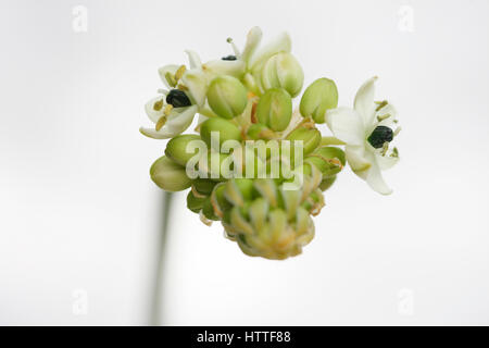 Stern von Bethlehem, Arabische Stern Blume, eine heilende Kräuter - "Tröster und Schnuller von Schmerzen und leiden" Jane Ann Butler Fotografie JABP1884 Stockfoto