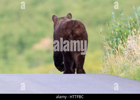 Schwarzer Bär (Ursus Americanus) entlang einer Straße in Waterton Lakes Nationalpark, Alberta, Kanada Stockfoto