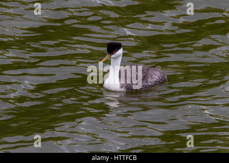 Western Grebe (Aechmophorus Occidentalis) am Shuswap Lake unter Salmon Arm Wharf, BC, Kanada Stockfoto