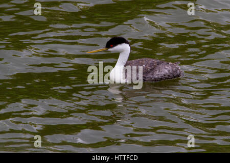 Western Grebe (Aechmophorus Occidentalis) am Shuswap Lake unter Salmon Arm Wharf, BC, Kanada Stockfoto