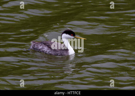 Western Grebe (Aechmophorus Occidentalis) am Shuswap Lake unter Salmon Arm Wharf, BC, Kanada Stockfoto