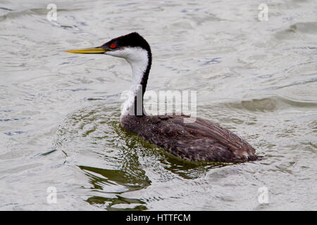 Western Grebe (Aechmophorus Occidentalis) am Shuswap Lake unter Salmon Arm Wharf, BC, Kanada Stockfoto